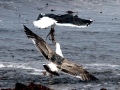 Kelp Seagull