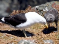 Kelp Seagull