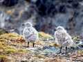Kelp Seagull