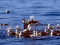 Kelp Seagull