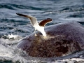 Kelp Seagull