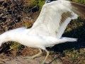 Kelp Seagull