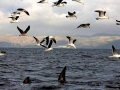 Kelp Seagull