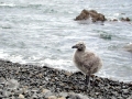 Kelp Seagull