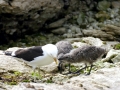 Kelp Seagull
