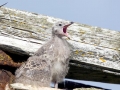 Kelp Seagull