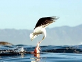 Kelp Seagull