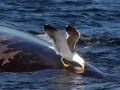 Kelp Seagull