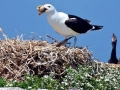 Kelp Seagull