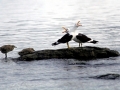 Kelp Seagull