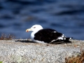 Kelp Seagull