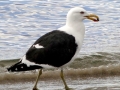 Kelp Seagull