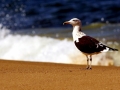 Kelp Seagull