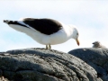 Kelp Seagull