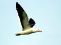 Kelp Seagull