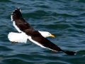 Kelp Seagull
