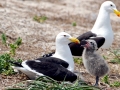 Kelp Seagull