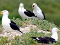 Kelp Seagull