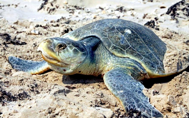 Kemp's Ridley Sea Turtle