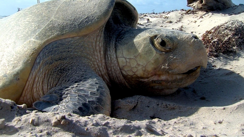 Kemp's Ridley Sea Turtle