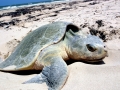 Kemp's Ridley Sea Turtle