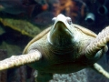 Kemp's Ridley Sea Turtle
