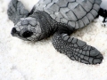 Kemp's Ridley Sea Turtle