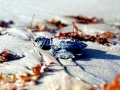 Kemp's Ridley Sea Turtle