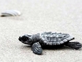 Kemp's Ridley Sea Turtle