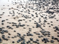 Kemp's Ridley Sea Turtle