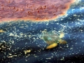 Kemp's Ridley Sea Turtle