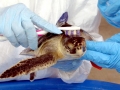 Kemp's Ridley Sea Turtle