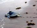 Kemp's Ridley Sea Turtle