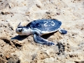 Kemp's Ridley Sea Turtle
