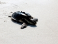 Kemp's Ridley Sea Turtle