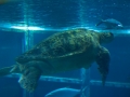Kemp's Ridley Sea Turtle