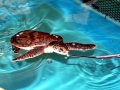 Kemp's Ridley Sea Turtle