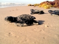 Kemp's Ridley Sea Turtle