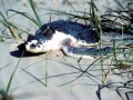Kemp's Ridley Sea Turtle