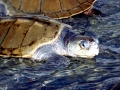 Kemp's Ridley Sea Turtle