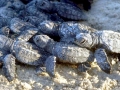 Kemp's Ridley Sea Turtle