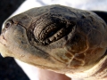 Kemp's Ridley Sea Turtle