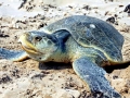 Kemp's Ridley Sea Turtle