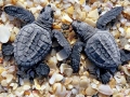 Kemp's Ridley Sea Turtle