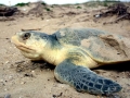 Kemp's Ridley Sea Turtle