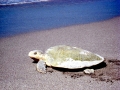 Kemp's Ridley Sea Turtle