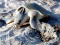 Kemp's Ridley Sea Turtle