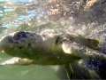 Kemp's Ridley Sea Turtle
