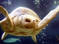 Kemp's Ridley Sea Turtle
