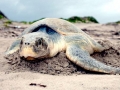 Kemp's Ridley Sea Turtle